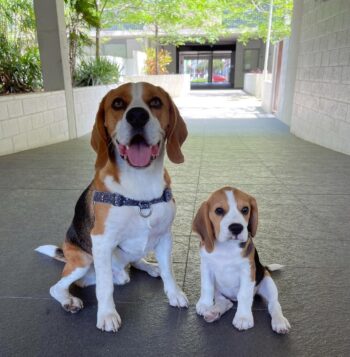 Beagle Puppies for sale Puppies for sale