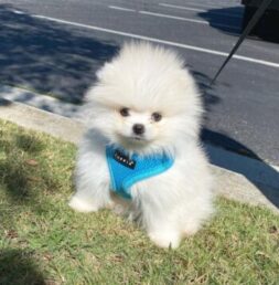 Pomeranian Puppies for sale Puppies for sale