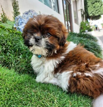 Shih Tzu Puppies for sale Puppies for sale