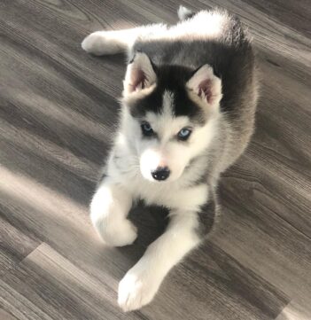 Siberian Husky puppies