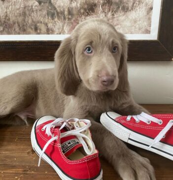 Weimaraner Puppies for sale Puppies for sale