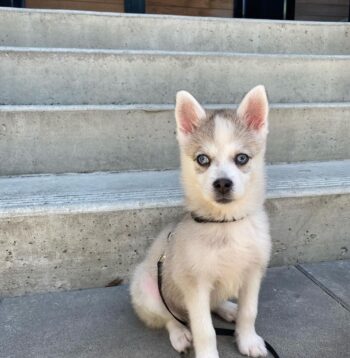 Pomsky Puppies for sale