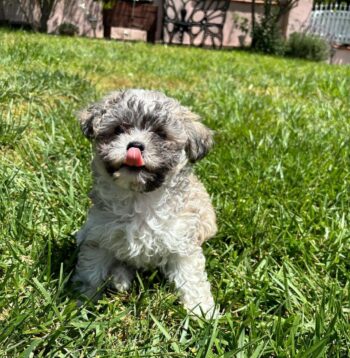 Maltipoo Puppies for sale Puppies for sale