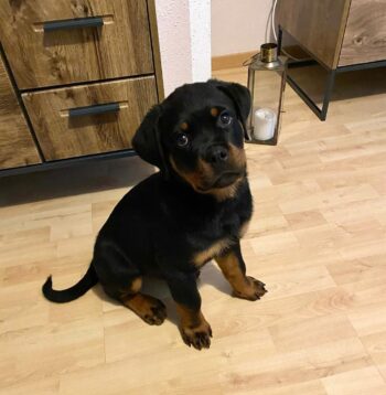 Rottweiler Puppies for sale Puppies for sale