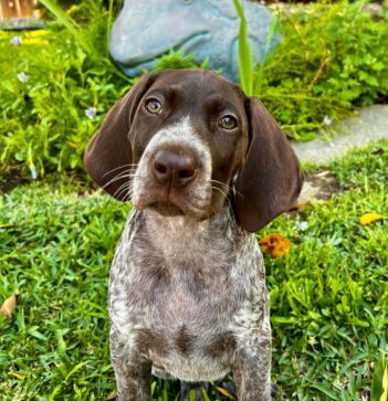 German Shorthaired Pointer