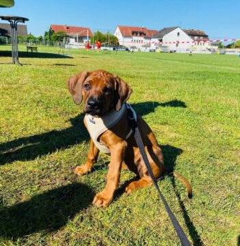 Rhodesian Ridgeback puppies for sale