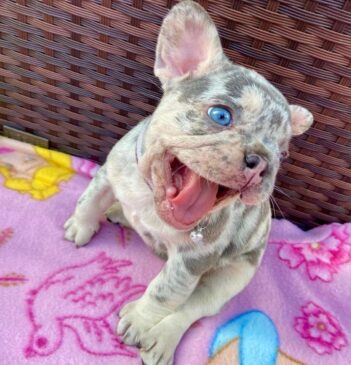 French Bulldog Puppies for sale Puppies for sale