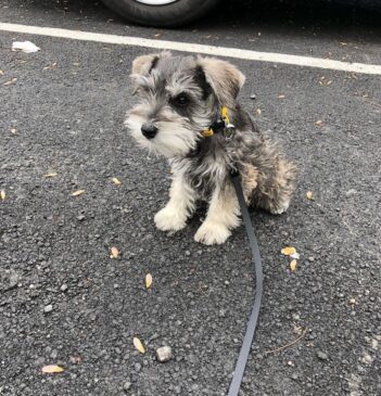 Schnauzer Puppies for sale Puppies for sale