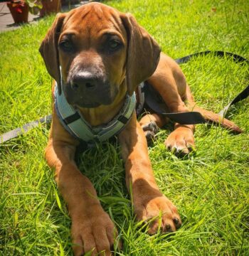 Rhodesian Ridgeback puppies for sale