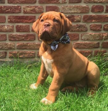 Dogue De Bordeaux Puppies for sale Puppies for sale