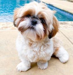 Shih tzu Puppies for sale Puppies for sale