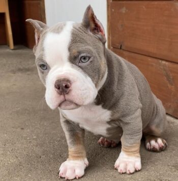 American XL Bully Puppies for sale Puppies for sale