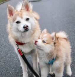 Pomsky Puppies for sale Puppies for sale