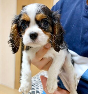 Cavalier King Charles Puppies for sale Puppies for sale