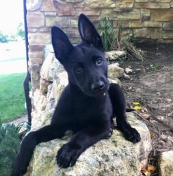 Belgian Malinois Puppies for sale Puppies for sale