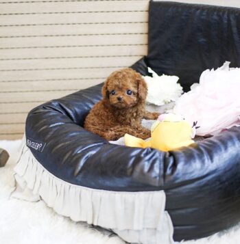 Mini Poodle Puppies for sale Puppies for sale