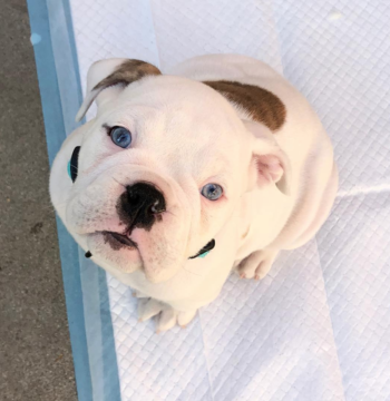 English Bulldog Puppies for sale Puppies for sale