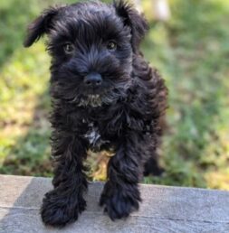 Schnauzer Puppies for sale Puppies for sale