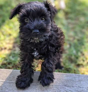 Schnauzer Puppies for sale Puppies for sale