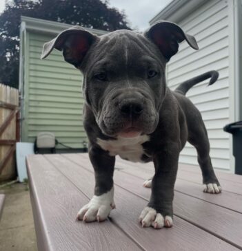 Pitbull Puppies for sale Puppies for sale