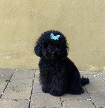 Poodle Puppies for sale Puppies for sale