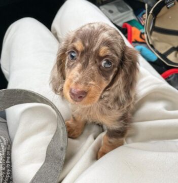 dachshund Puppies for sale Puppies for sale