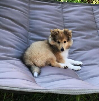 Shetland Sheepdogs