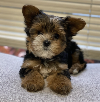 Yorkie Puppies for sale Puppies for sale