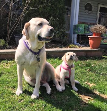 Labrador Puppies for sale Puppies for sale