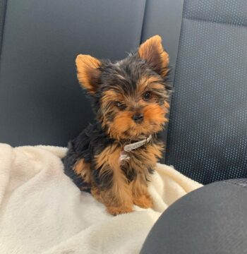 Yorkie Puppies for sale Puppies for sale