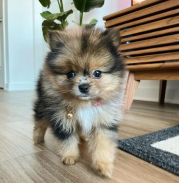 Tri-color Pomeranian Puppies