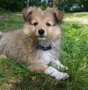 Shetland Sheepdogs for sale