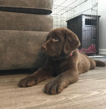 Labrador Puppies for sale Puppies for sale