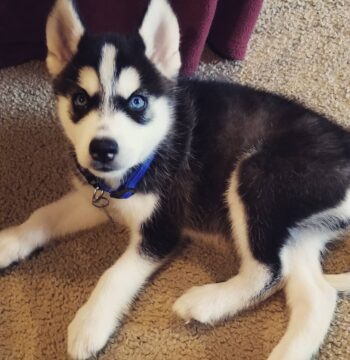 Siberian Husky Puppies