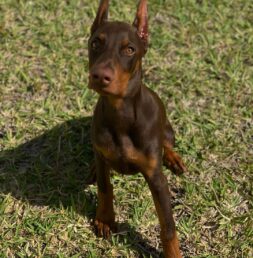 Doberman Puppies for sale Puppies for sale