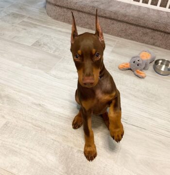 Doberman Pinscher Puppies for sale Puppies for sale