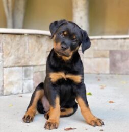 Rottweiler Puppies for sale Puppies for sale