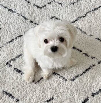 Female Maltese Puppies