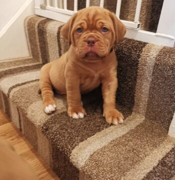 Dogue De Bordeaux Puppies for sale Puppies for sale