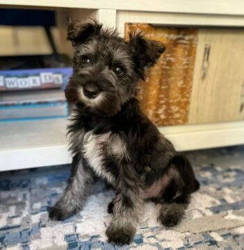 Mini Schnauzer Puppies