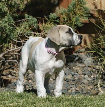 Boerboel Puppies