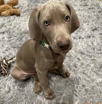 Weimaraner Puppies for sale Puppies for sale