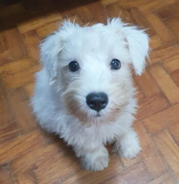 Mini Schnauzer Puppies