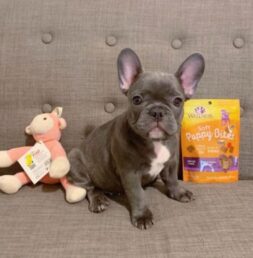 French Bulldog Puppies for sale Puppies for sale