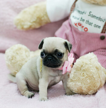 Mini Pug Puppies for sale Puppies for sale