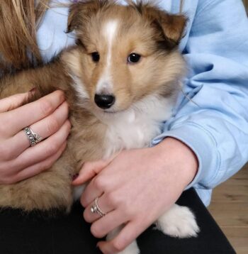 Shetland Sheepdogs for sale