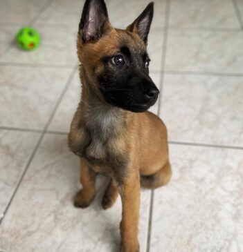 Belgian Malinois Puppies for sale Puppies for sale