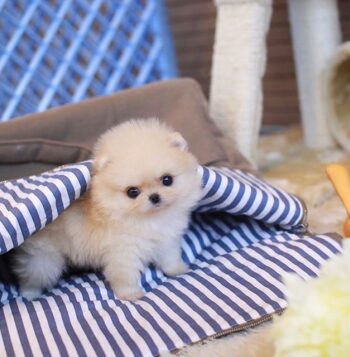 Mini Pomeranian Puppies for sale Puppies for sale