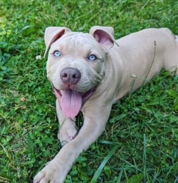 Pitbull Puppies for sale Puppies for sale