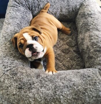 English Bulldog Puppies for sale Puppies for sale